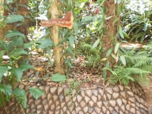 ваниль Выбираем жемчужину Шри Ланки для путешествия