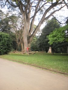 огроменное дерево Выбираем жемчужину Шри Ланки для путешествия