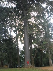 очень большое дерево Выбираем жемчужину Шри Ланки для путешествия